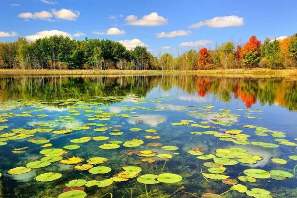 جنگل های گیلان