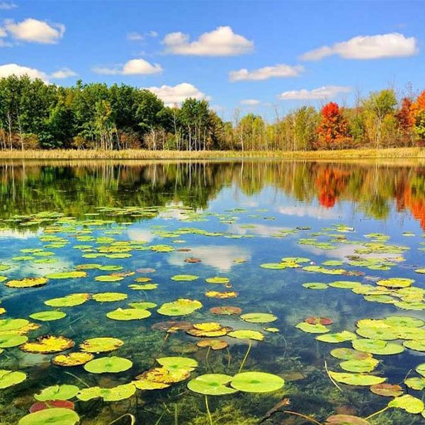 جنگل های گیلان