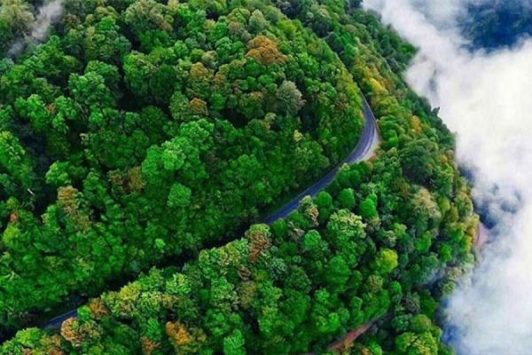 جنگل های گیلان ۳