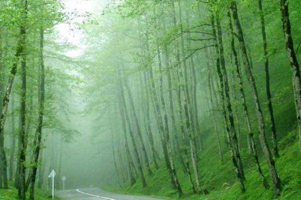 جنگل های گیلان ۴